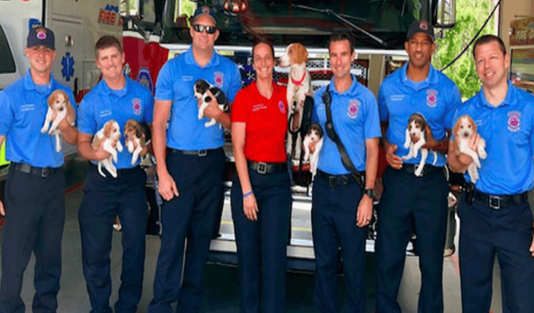 Une chienne enceinte se promène dans une caserne de pompiers, livre des chiots et trouve une maison pour toujours