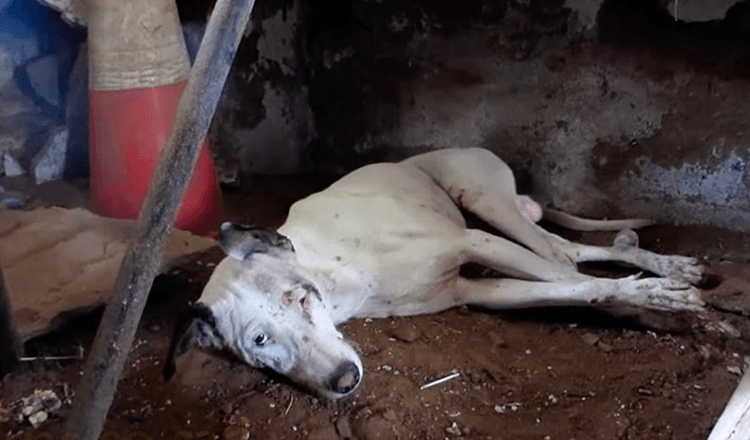 Un chien qui rampe dans un bâtiment vide après avoir perdu tout espoir est enfin sauvé !