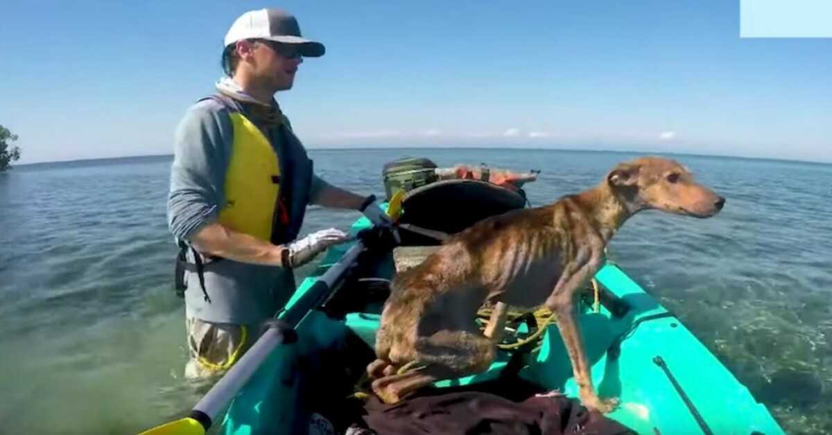 Un homme sauve seul un chien affamé sur une île isolée et le ramène à la maison