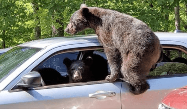 Un homme sort et découvre qu’une famille entière d’ours s’est glissée dans sa voiture