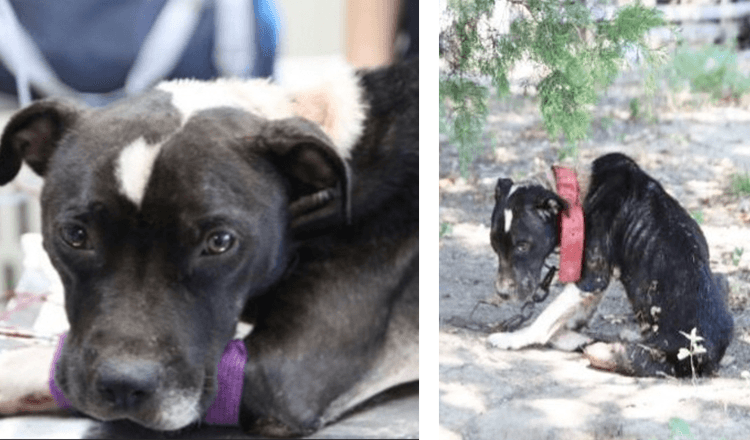 Un ancien chien-appât trop déprimé pour lever la tête