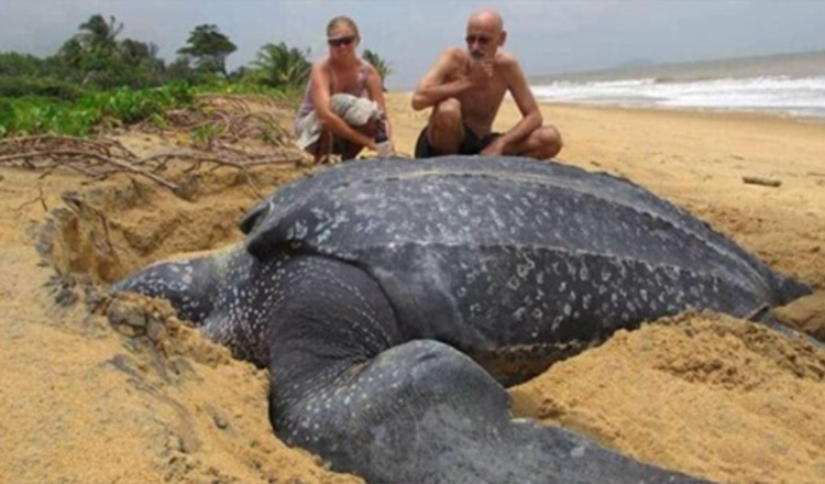 La plus grande tortue de mer du monde émerge de la mer et elle est fascinante