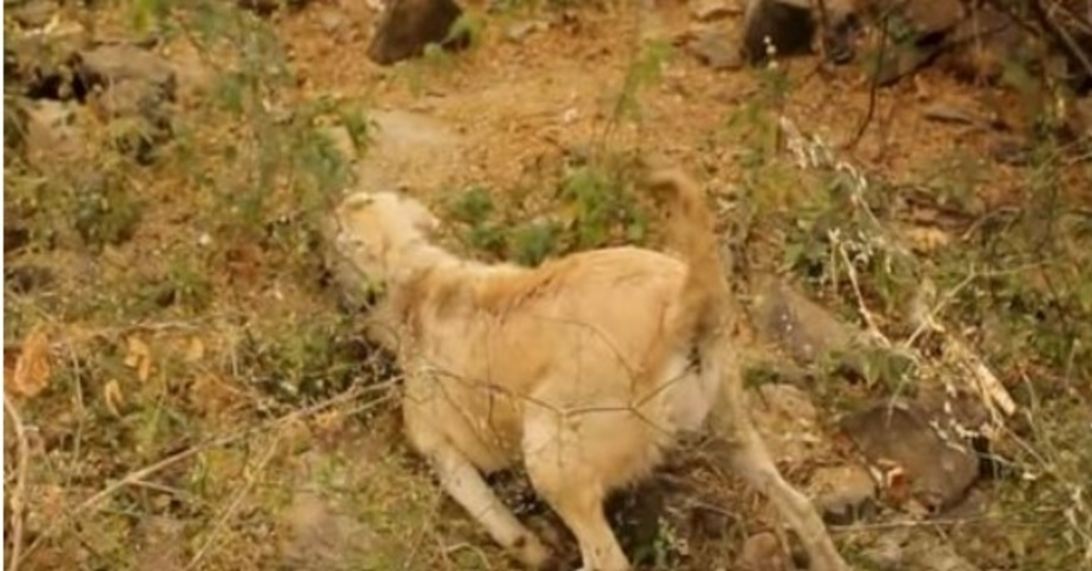 Une chienne enceinte victime d’un délit de fuite se débat dans les buissons