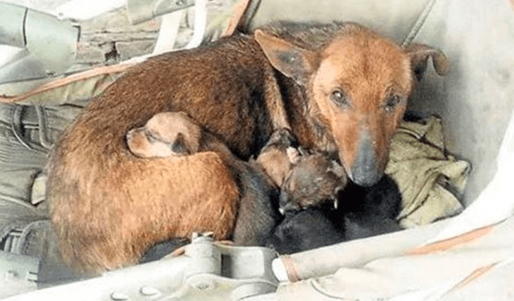 Une femme entend pleurer et trouve un bébé humain nouveau-né niché entre la portée des chiots errants