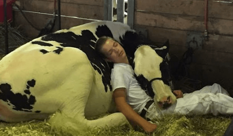 Un garçon fatigué et sa vache perdent à la foire laitière, s’endorment et gagnent Internet