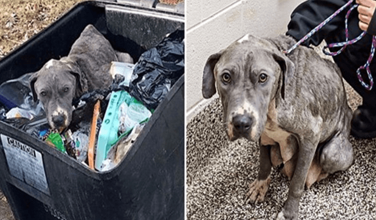 Une maman chien négligée jetée dans une poubelle a le cœur brisé sans ses bébés