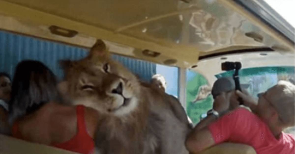 Un lion est monté dans un bus en voulant être aimé des gens