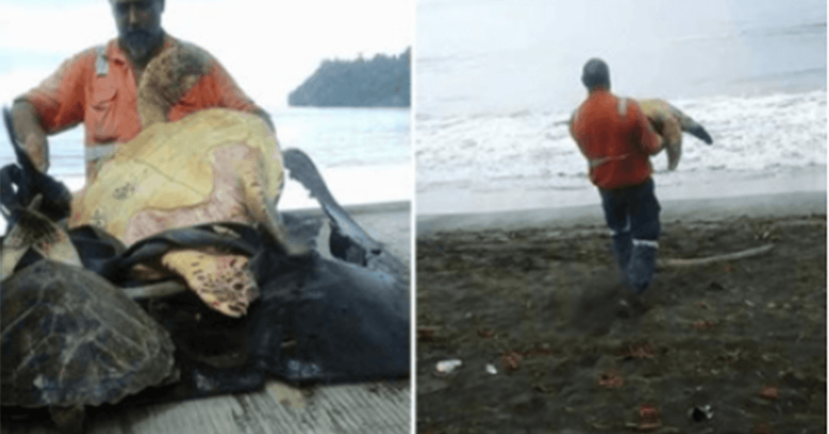 Cet homme de Greymouth achète des tortues au marché alimentaire local et les remet en mer