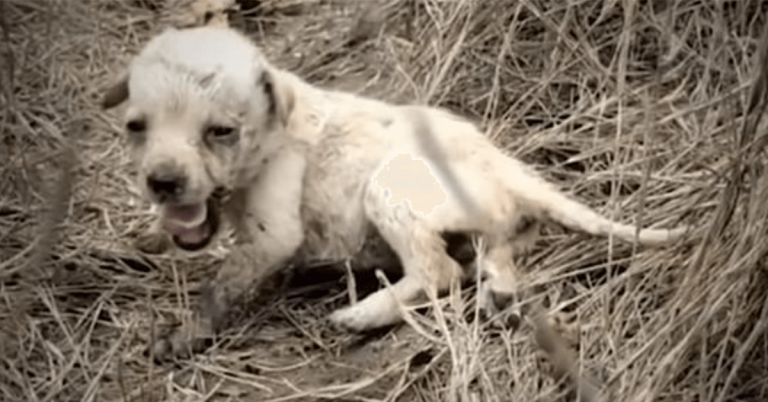 Un petit chiot abandonné dans un champ ressent l’amour pour la première fois