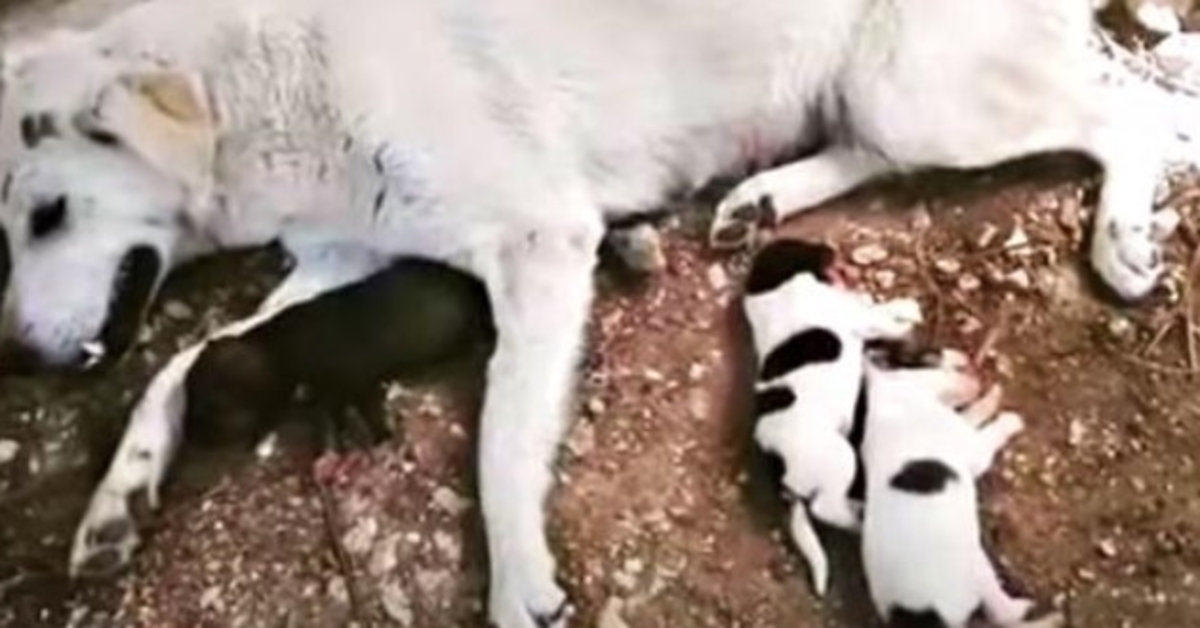 Une chienne paralysée par une voiture alors qu’elle commençait à accoucher, maman et son bébé s’accrochent et demandent la prière