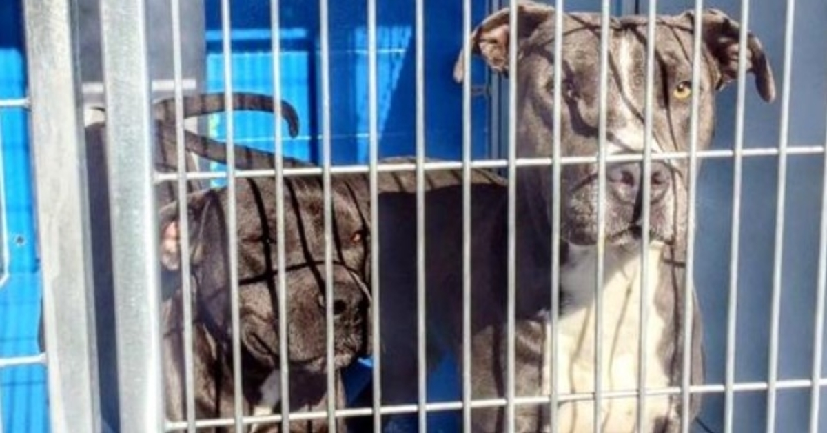 Le propriétaire autorise l’abattage de ses pit-bulls, mais son voisin de 88 ans dit “non”