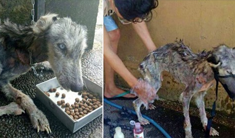 Un homme a sauvé Husky errant mourant et l’a transformée en un chien magnifique