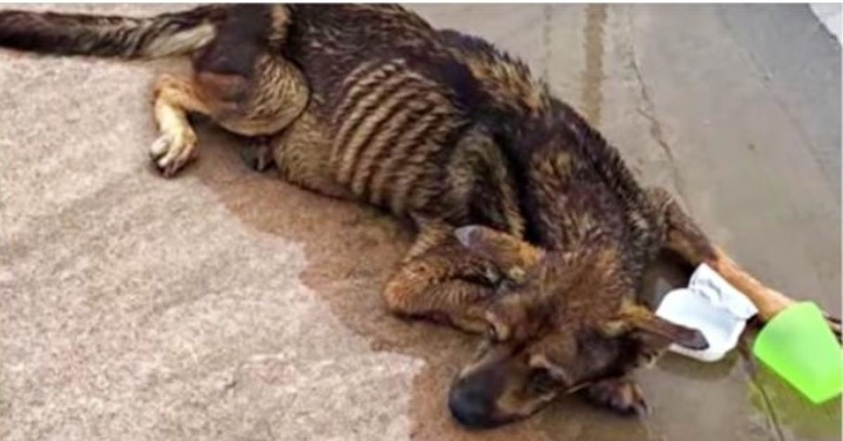 Un chien aveugle indésirable laissé dans le lot pendant la tempête a essayé de lever la tête au passage des voitures