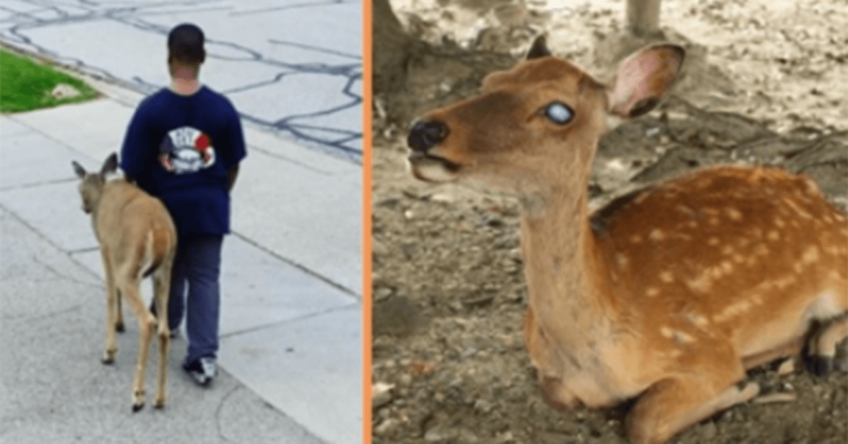 Chaque jour, un garçon au bon cœur aide un cerf aveugle à trouver de la nourriture avant l’école