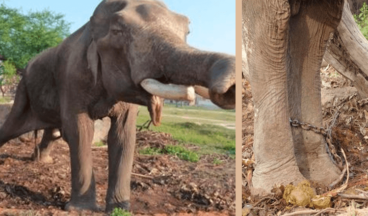 Surnommé l’éléphant le plus malchanceux du monde, il n’a connu qu’une vie de souffrance pendant 50 ans