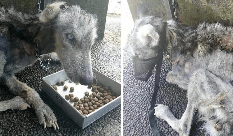 Un homme trouve une peau et des os abandonnés Husky et l’aide à récupérer