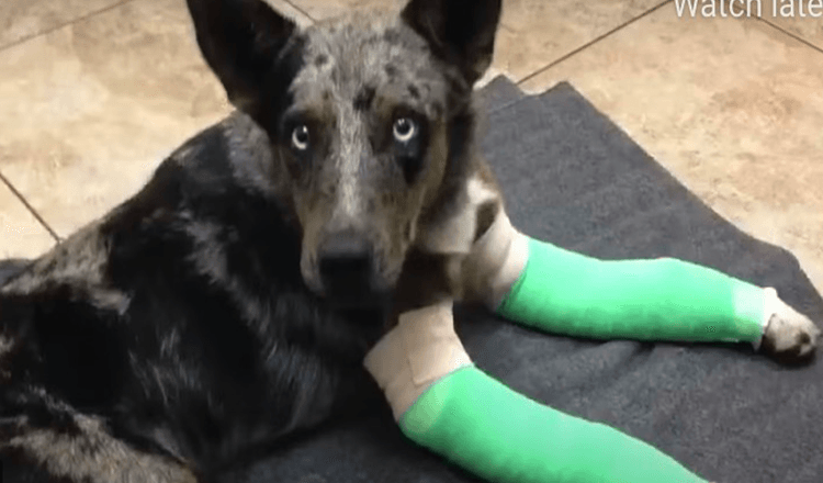 Un chien aux deux pattes cassées titube jusqu’à la station éloignée des gardes du parc à la recherche d’aide