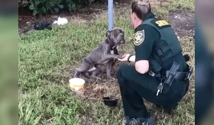 Un chien attaché à un poteau tend la patte au flic qui est venu le sauver