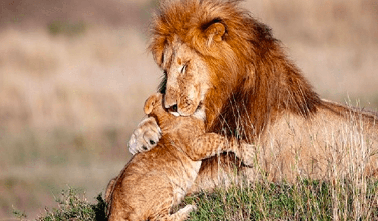 Real Life Lion King (7+ Photos) – Un photographe capture un papa et un lionceau dans un câlin magique