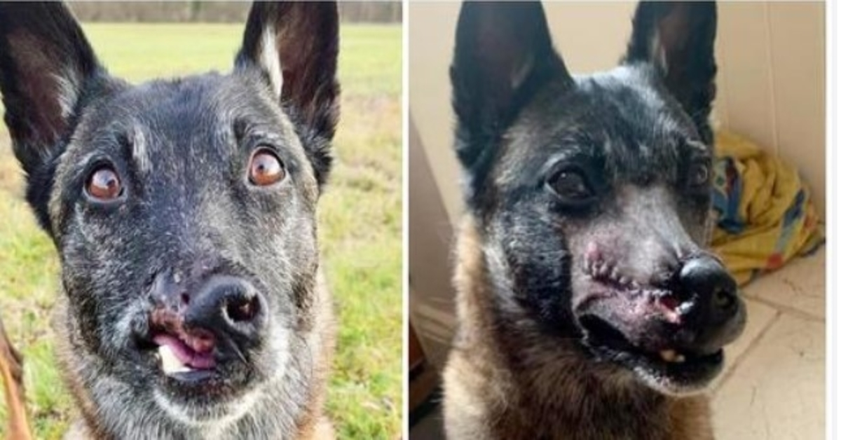 Les gens s’arrêtent et regardent le chien d’une femme qui a été libéré quelques instants avant d’être tué