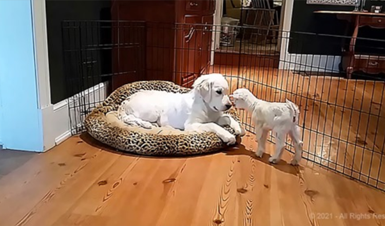 Adorable chèvre rencontre son premier chiot