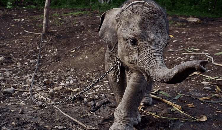 Les éléphants réagissent émotionnellement lorsqu’ils sont libérés des chaînes