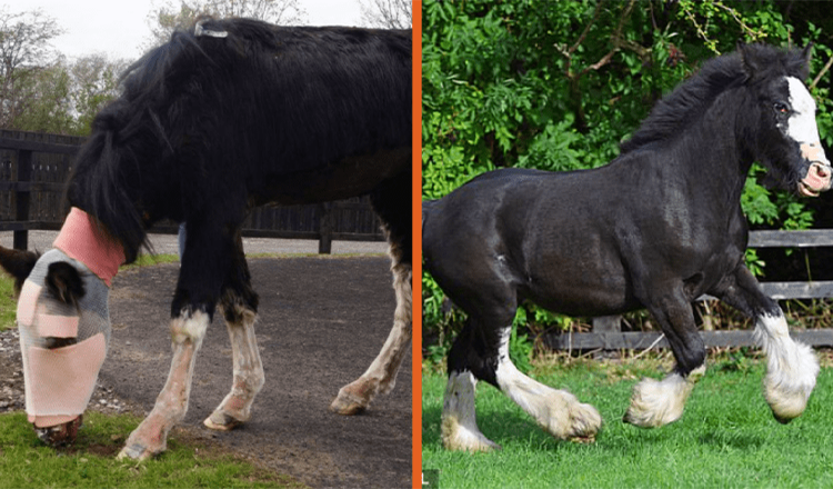 Le poney Acid Attack qui a reçu la “première mondiale” de l’opération est nommé animal de sauvetage de l’année