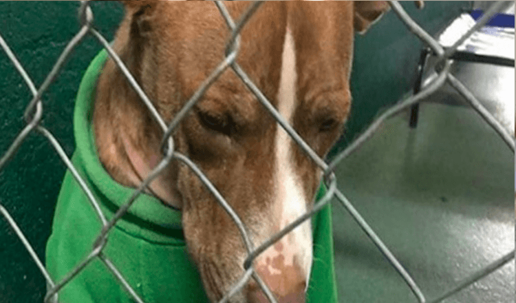 Un chien de refuge qui porte un pull de Noël depuis deux mois obtient enfin une maison “Furever”