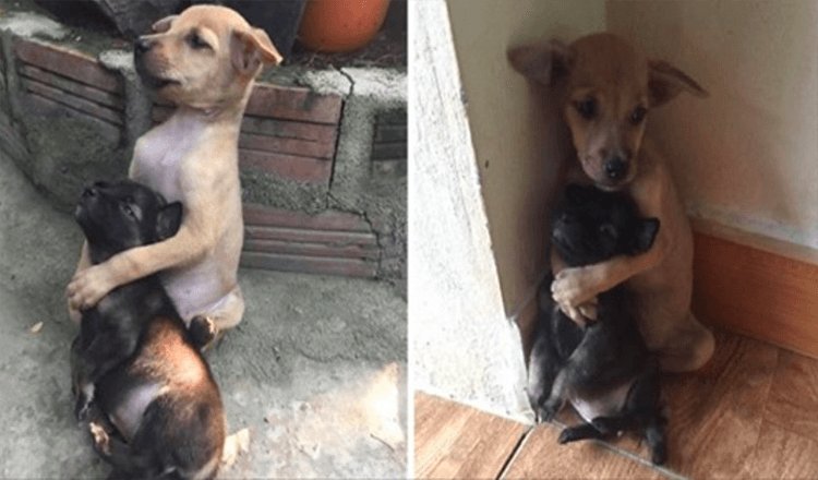 Ces deux chiots errants viennent d’être sauvés et ils refusent d’arrêter de s’embrasser