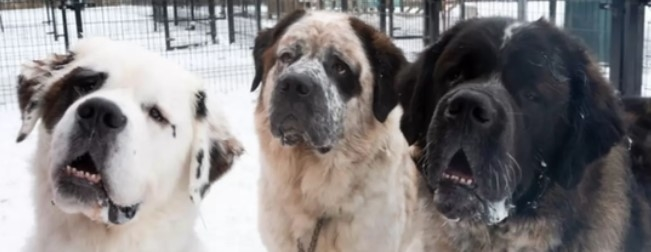 Des frères inséparables de Saint-Bernard sont jetés à l’abri – maintenant, ils cherchent un foyer pour toujours