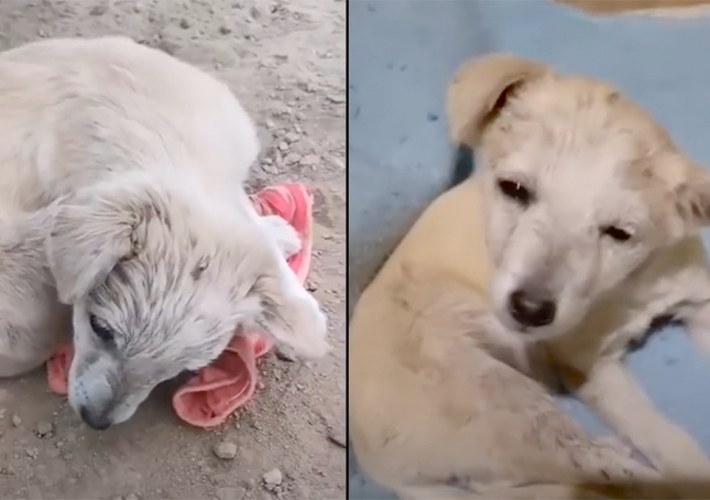 Chiot avec des lésions cérébrales, recroquevillé pour se cacher, ne pouvait pas lever la tête pour remercier le sauveteur