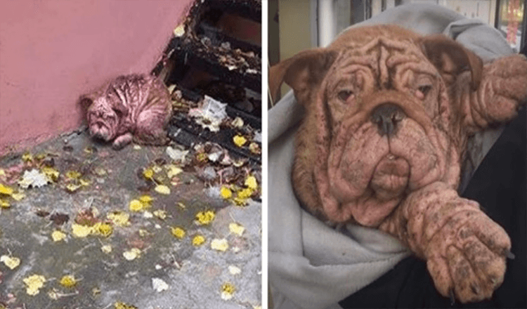 Un bouledogue abandonné contraint de vivre dans la rue avec une gale sévère