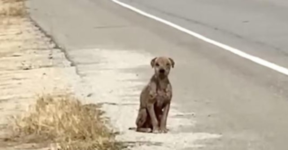 Chien effrayé et triste assis au bord de la route, manquant son manteau brillant, cherchant l’amour