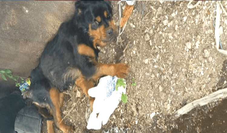 Une chienne paralysée abandonnée dans une benne à ordures n’aurait jamais pensé que quelqu’un la trouverait