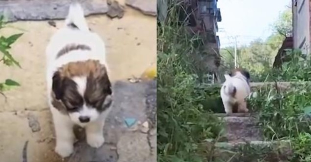 Stray Pup demande vivement aux sauveteurs de le suivre jusqu’à un bâtiment abandonné