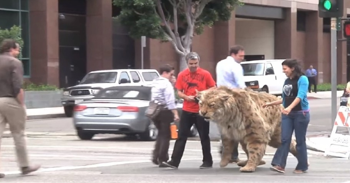 Un tigre à dents de sabre se lâche dans les rues et s’approche « dangereusement » d’un enfant