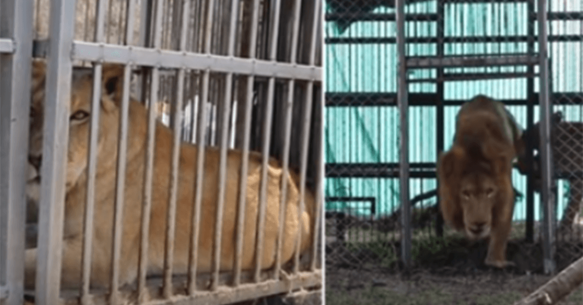 Après 8 ans passés en cage, des lions de cirque secourus touchent l’herbe pour la première fois