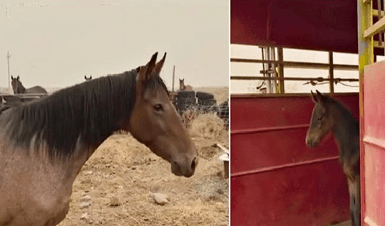 Un cheval sauvage craintif risque sa liberté de ramener le bébé qu’elle a perdu