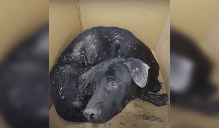 Un chien aveugle s’est couché et a attendu le paradis, contraint de se lever alors que la femme hurlait