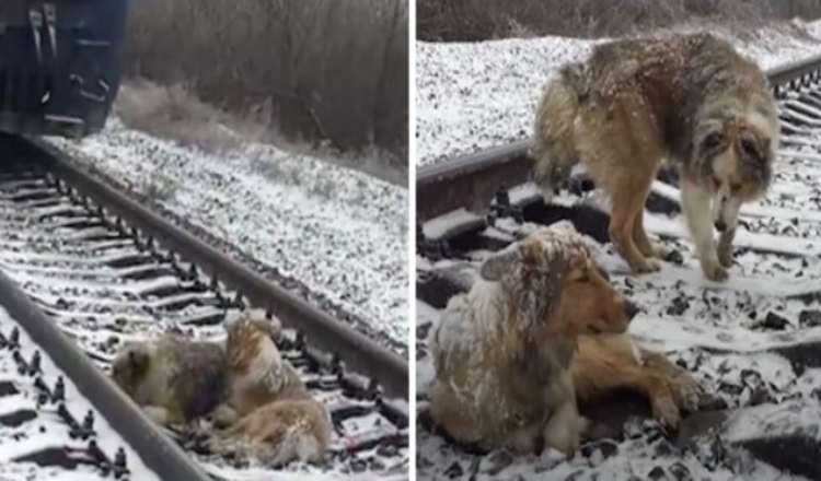 Chien blessé coincé dans une voie ferrée pendant 2 jours protégé par un frère fidèle qui a refusé de partir