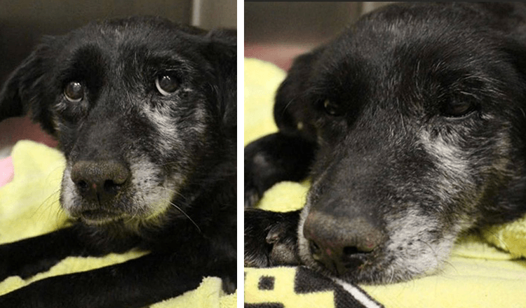 J’ai regardé ses yeux et elle avait l’air d’avoir abandonné, mais elle avait peu de chance d’être sauvée