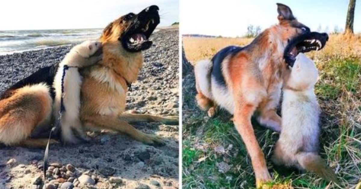 Une femme espérait que son gros chien et son furet deviendraient amis, mais le chien a ouvert la bouche