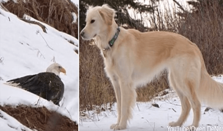 Pygargue à tête blanche sauvé de la congélation à mort par Golden Retriever