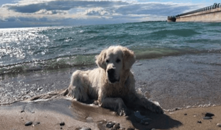 Papa chien au cœur brisé partage une vidéo de la dernière promenade de Pup