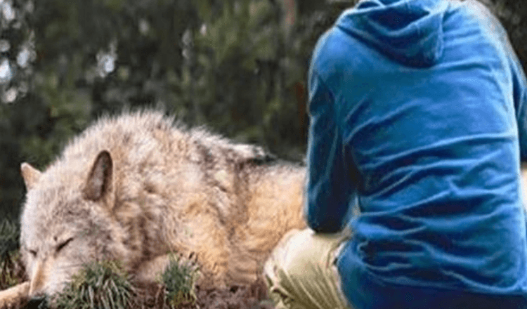 Un homme sauve un loup coincé dans un piège, quatre ans plus tard, elle lui sauve la vie