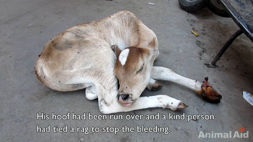 Maman vache a refusé de quitter le côté de son bébé blessé