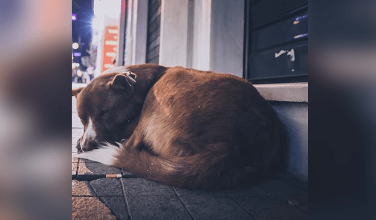 Une chienne enceinte se fait jeter dans la rue, pleure et mendie de la nourriture