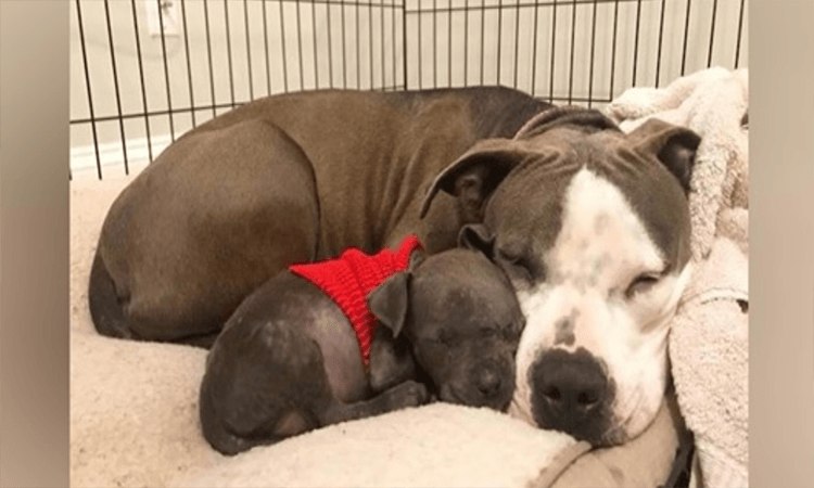 Un pit-bull dévasté trouve enfin l’amour avec un chiot orphelin après avoir perdu le sien