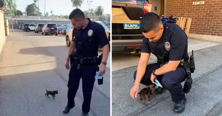 Un petit chiot poursuit un flic après avoir été abandonné et le supplie de le ramener à la maison