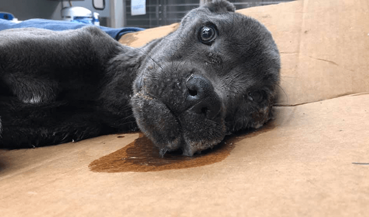 Un chiot victime laissé sur l’autoroute reçoit un panneau pour lui rappeler qu’il en vaut la peine